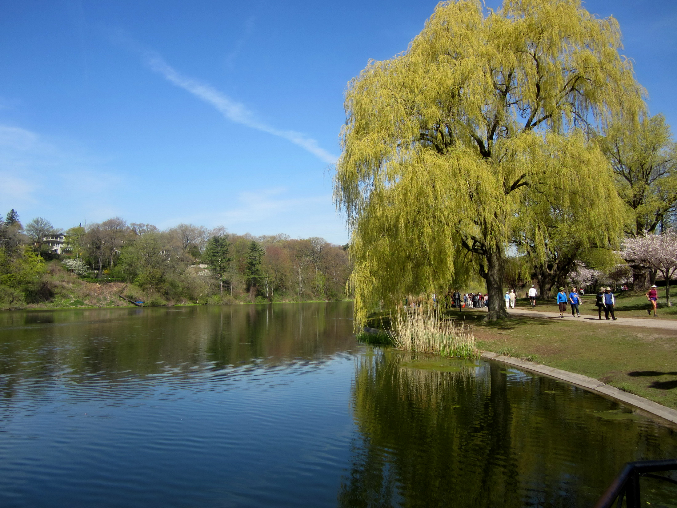 High Park Grenadier Pond